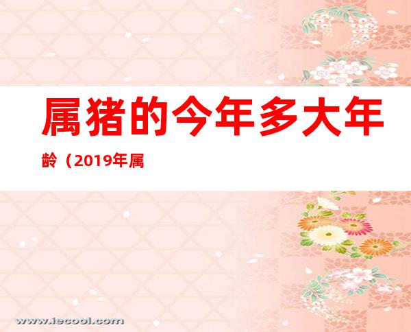 属猪的今年多大年龄（2019年属猪的今年多大年龄）