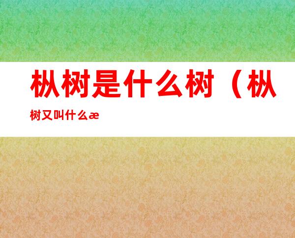 枞树是什么树（枞树又叫什么树）