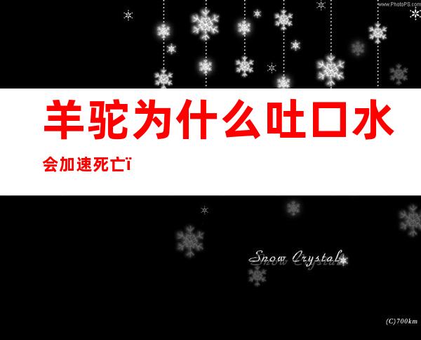 羊驼为什么吐口水会加速死亡（羊驼吐口水会死吗）