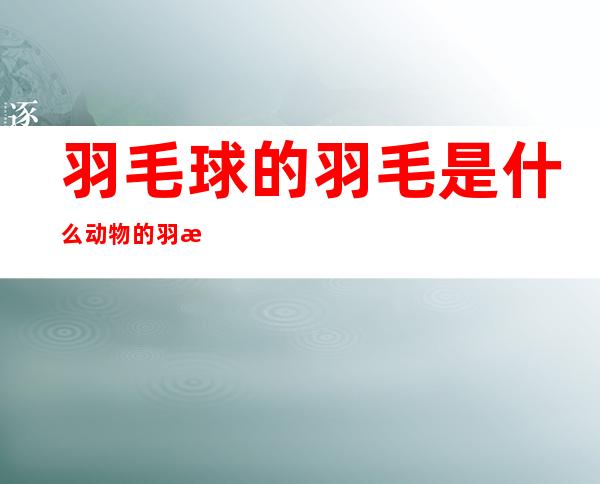 羽毛球的羽毛是什么动物的羽毛（羽毛球的羽毛是什么鸟的羽毛）