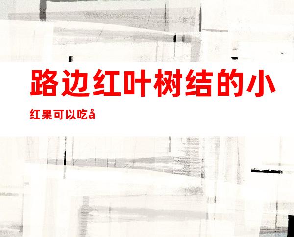 路边红叶树结的小红果可以吃吗（路边红叶树结的小红果可以吃吗图片）